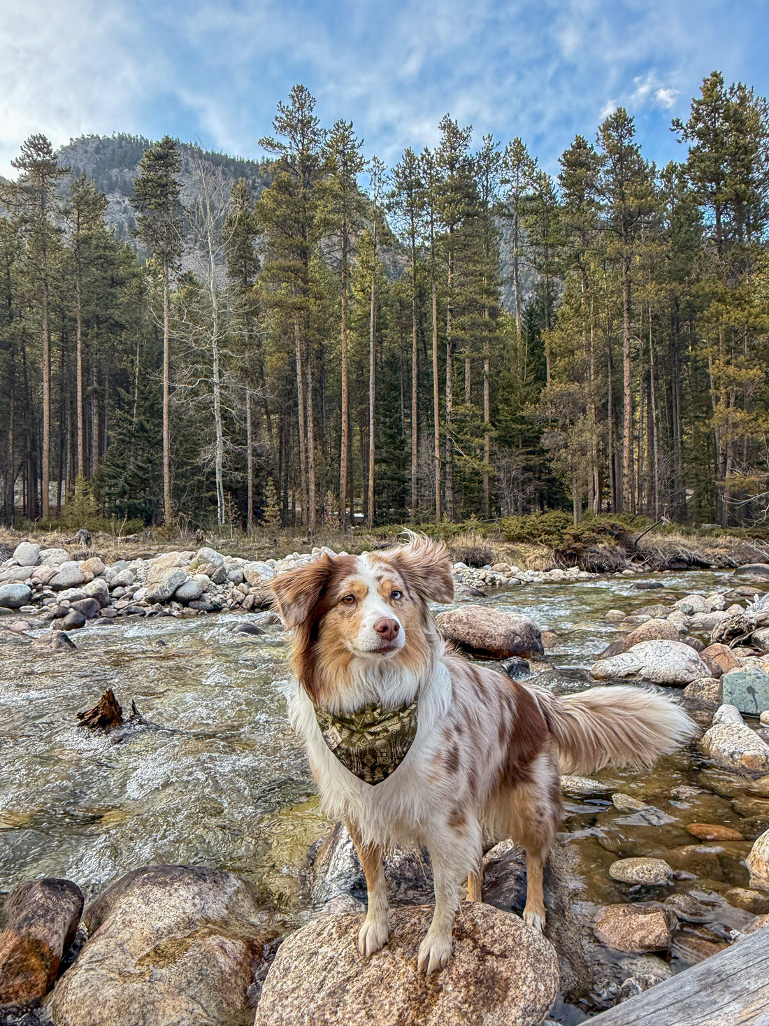 Camping With Your Dog: Beginner Guide 🏕️🐾