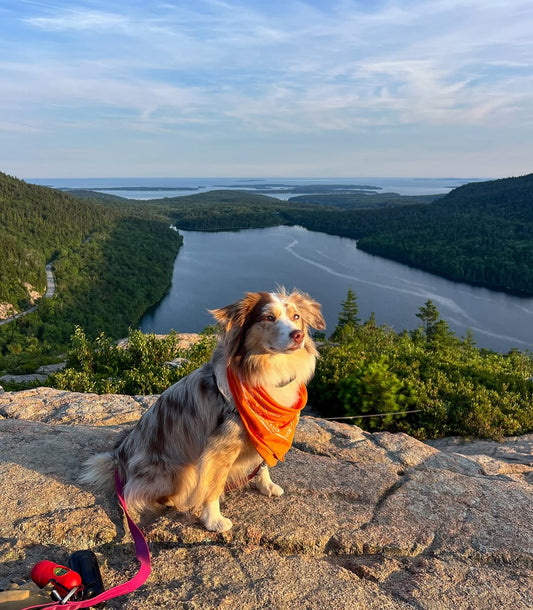 Paws on the Trail: Exploring Bubble Rock Overlook in Acadia National Park