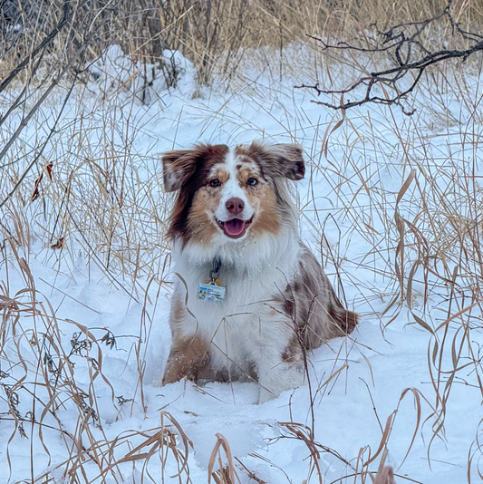 Winter With Dogs: Tips for a Safe & Fun Season