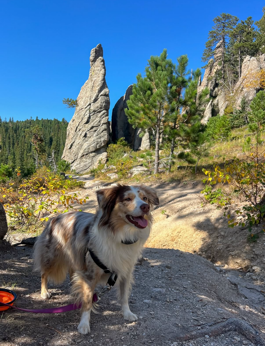 Beginner-Friendly Trails for Humans & Dogs