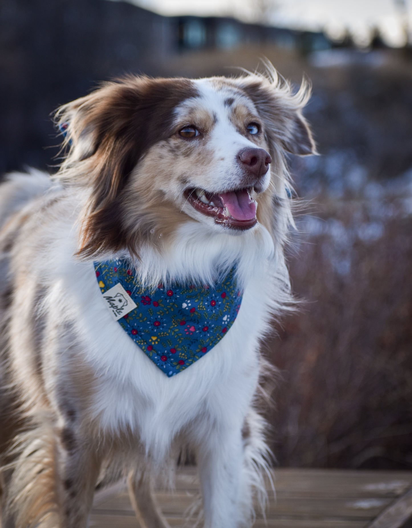 Wildflower Path Bandana