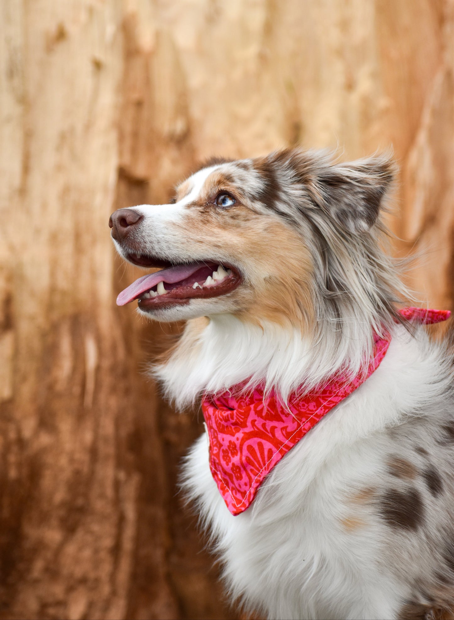 Indian Paintbrush Bandana