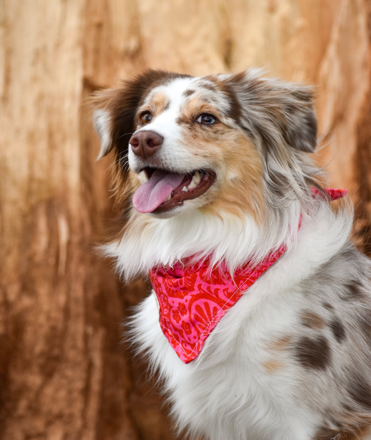 Indian Paintbrush Bandana