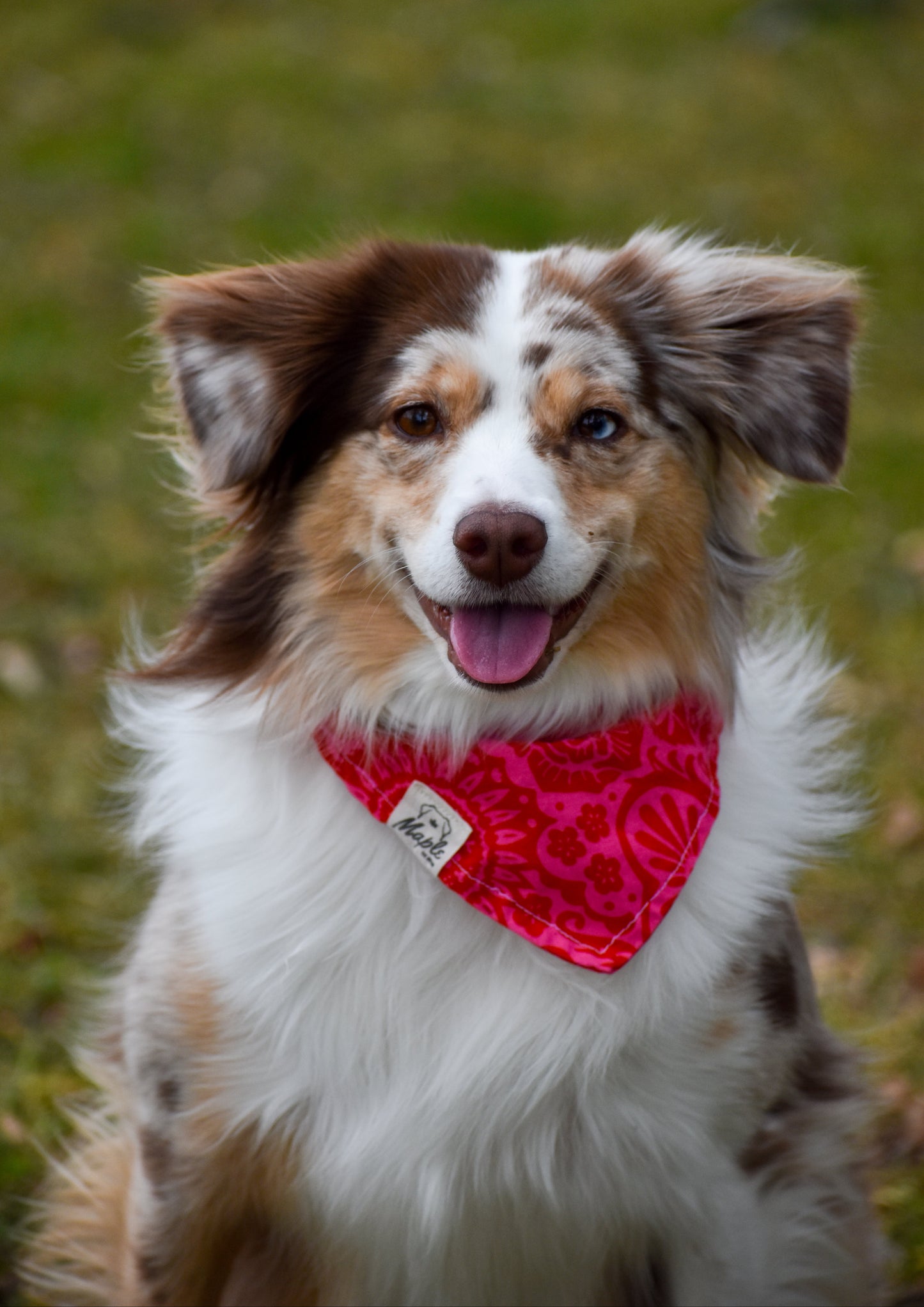 Indian Paintbrush Bandana