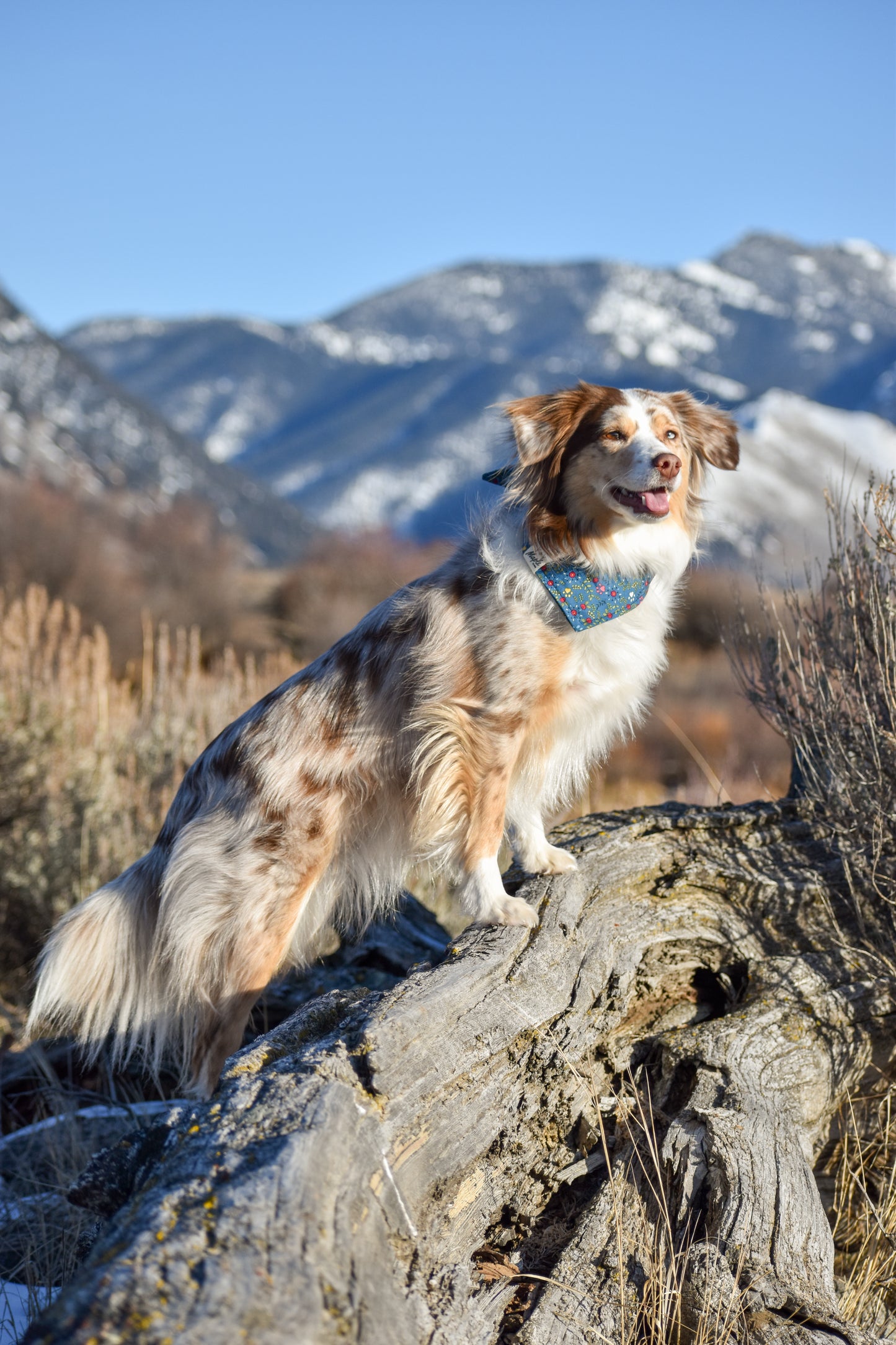 Wildflower Path Bandana