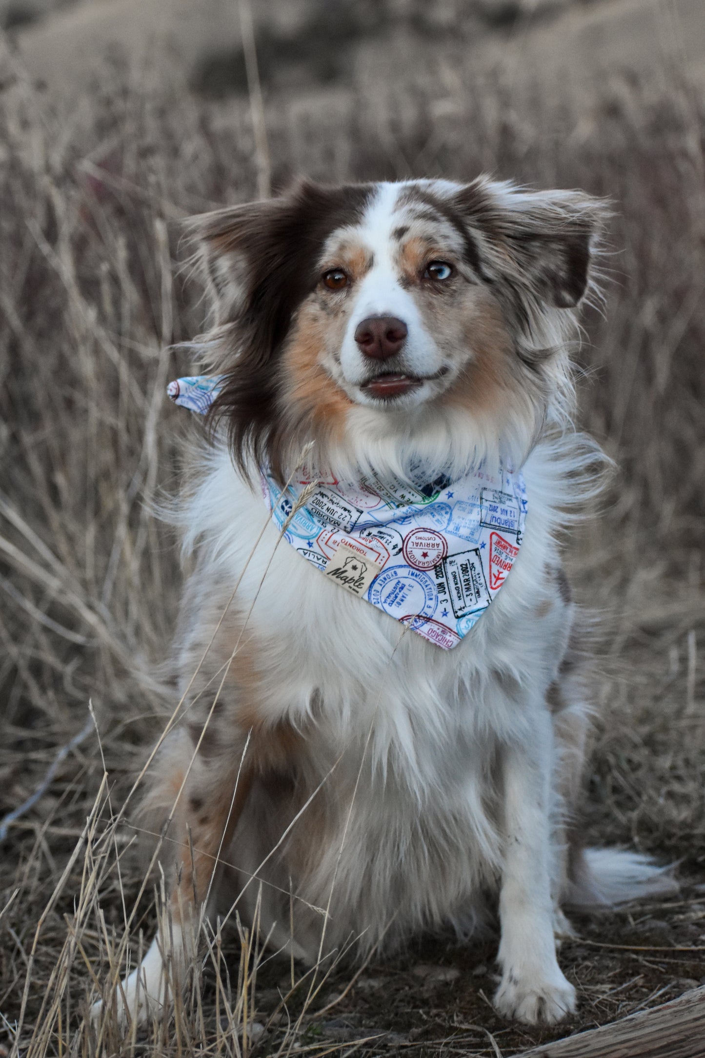 Maple's Passport Bandana