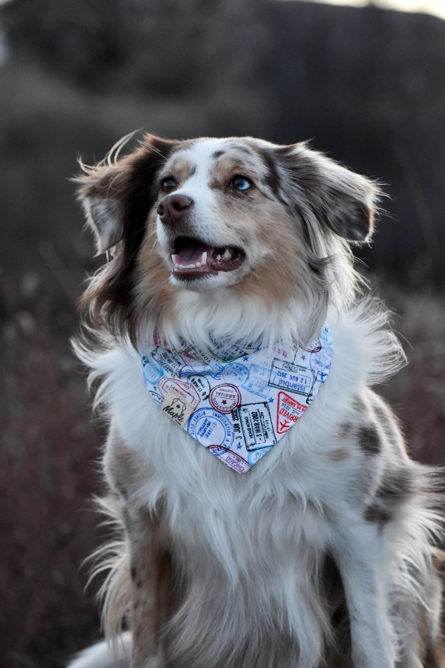 Maple's Passport Bandana
