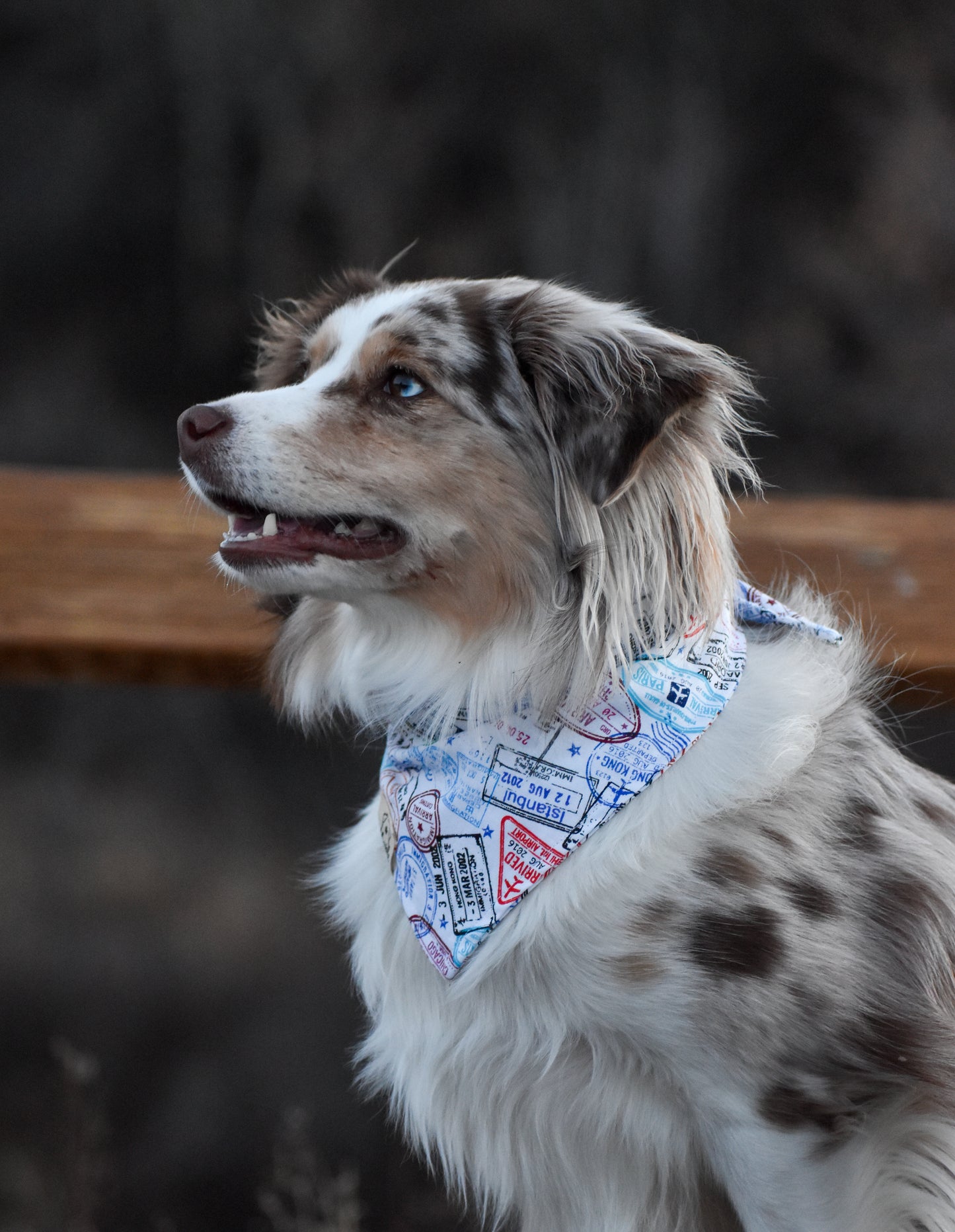 Maple's Passport Bandana