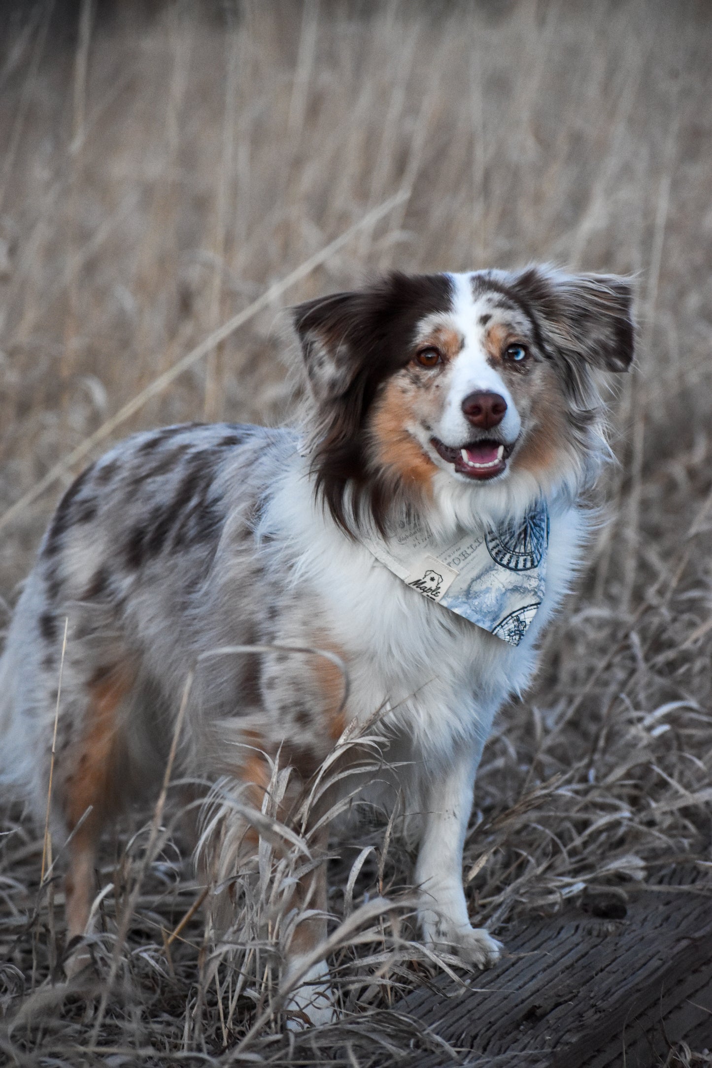 Trail Navigator Bandana