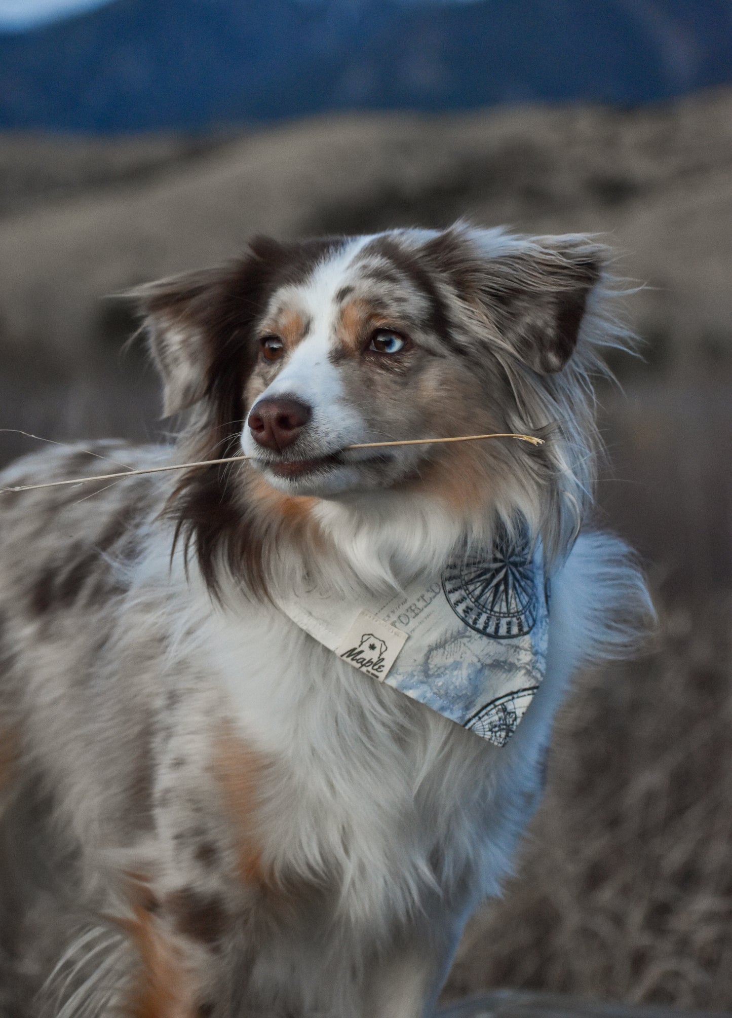 Trail Navigator Bandana