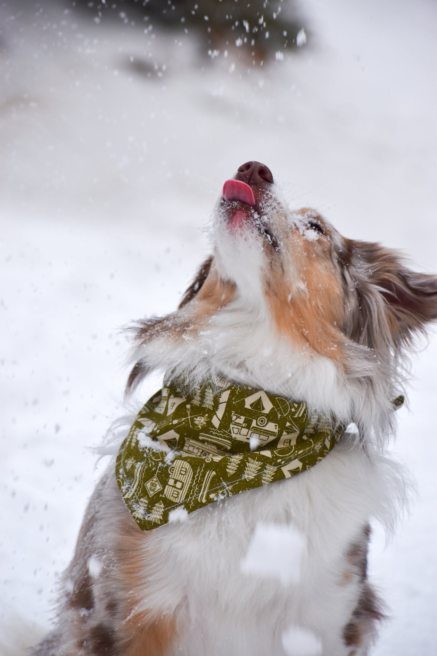 Forest Camping Bandana