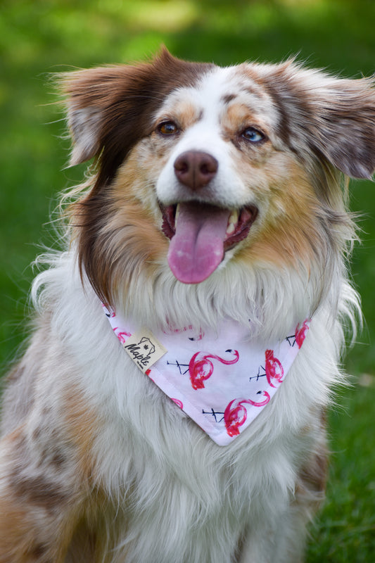 Blush Expedition Bandana