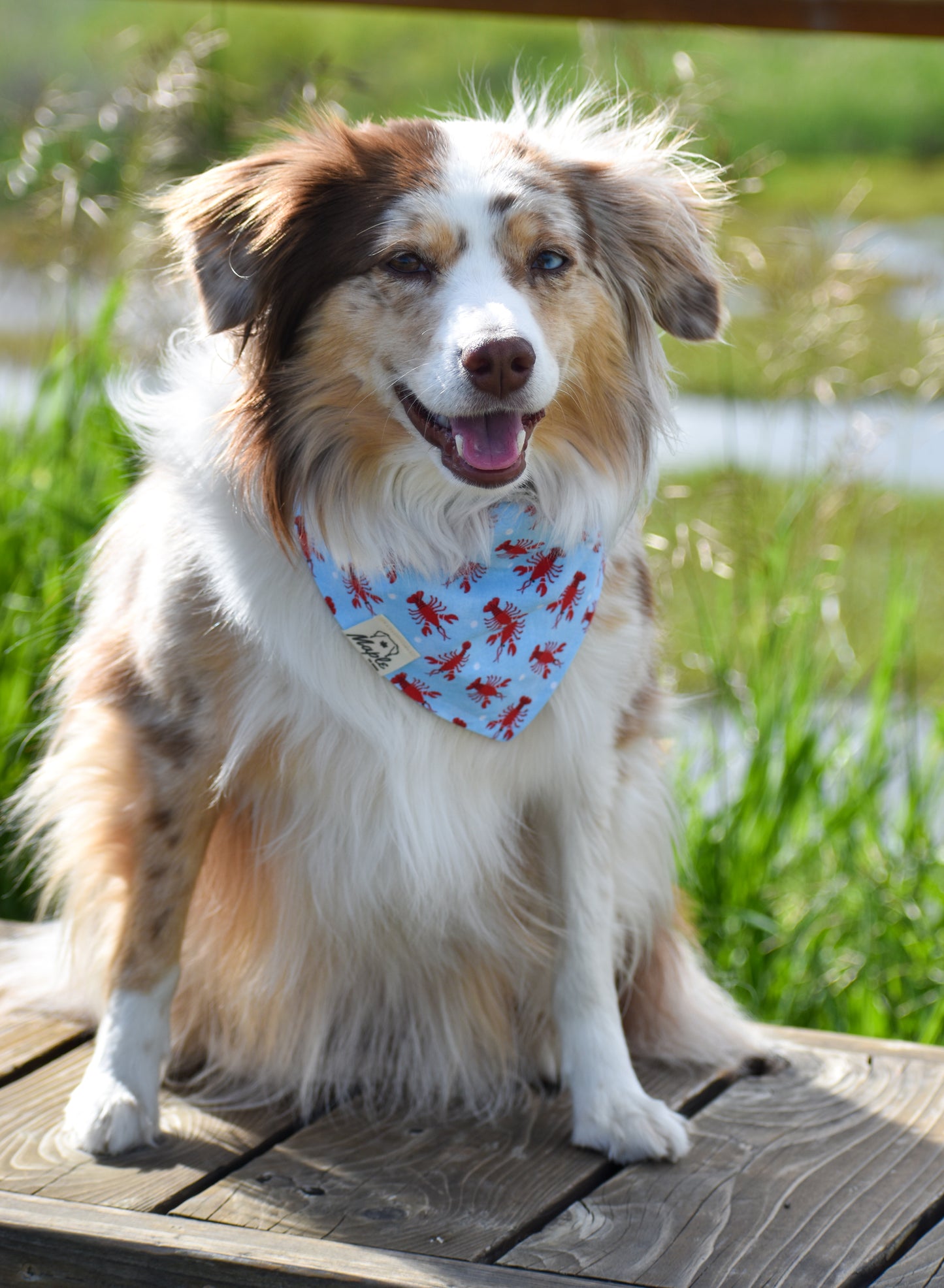 Coastal Explorer Bandana