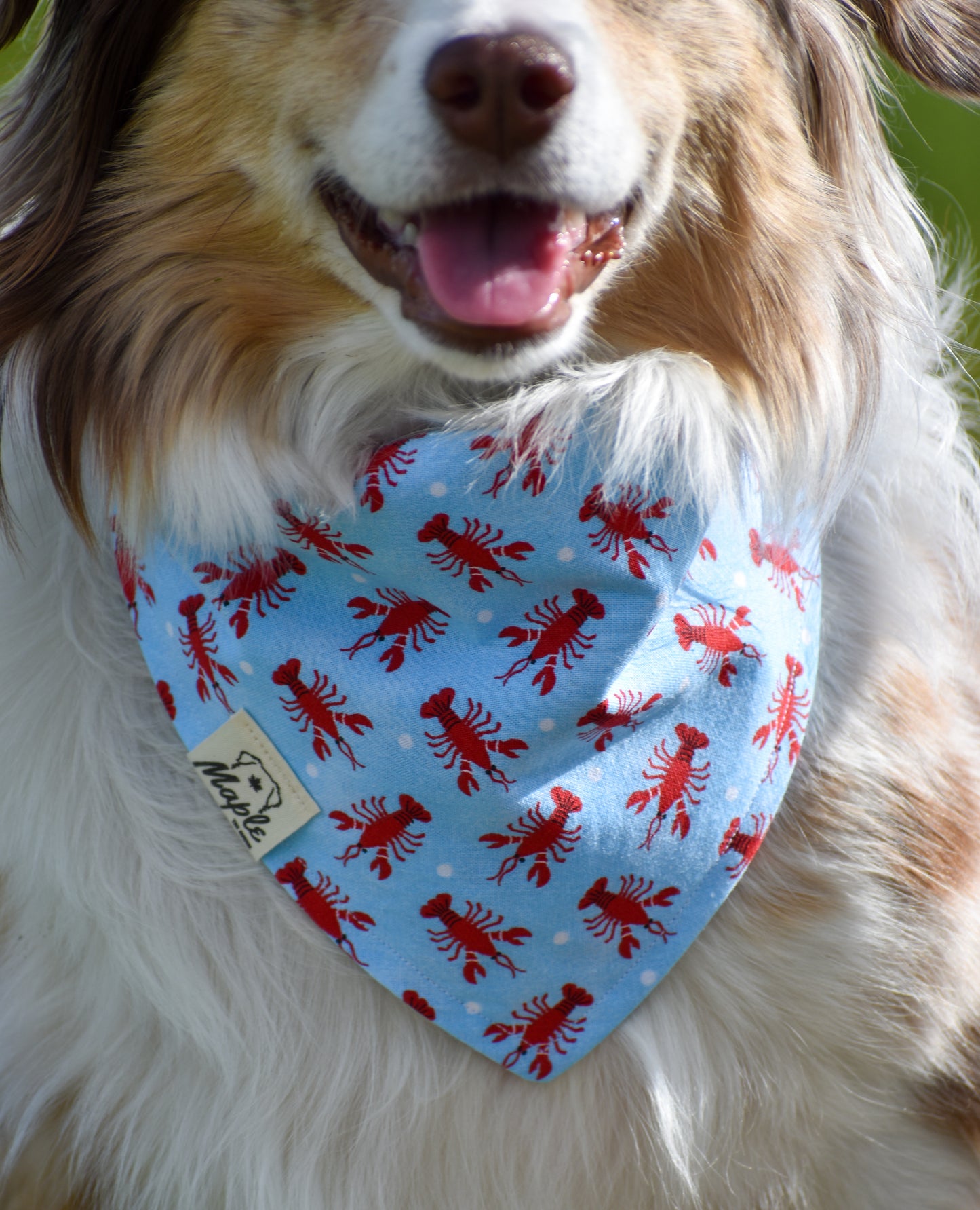 Coastal Explorer Bandana