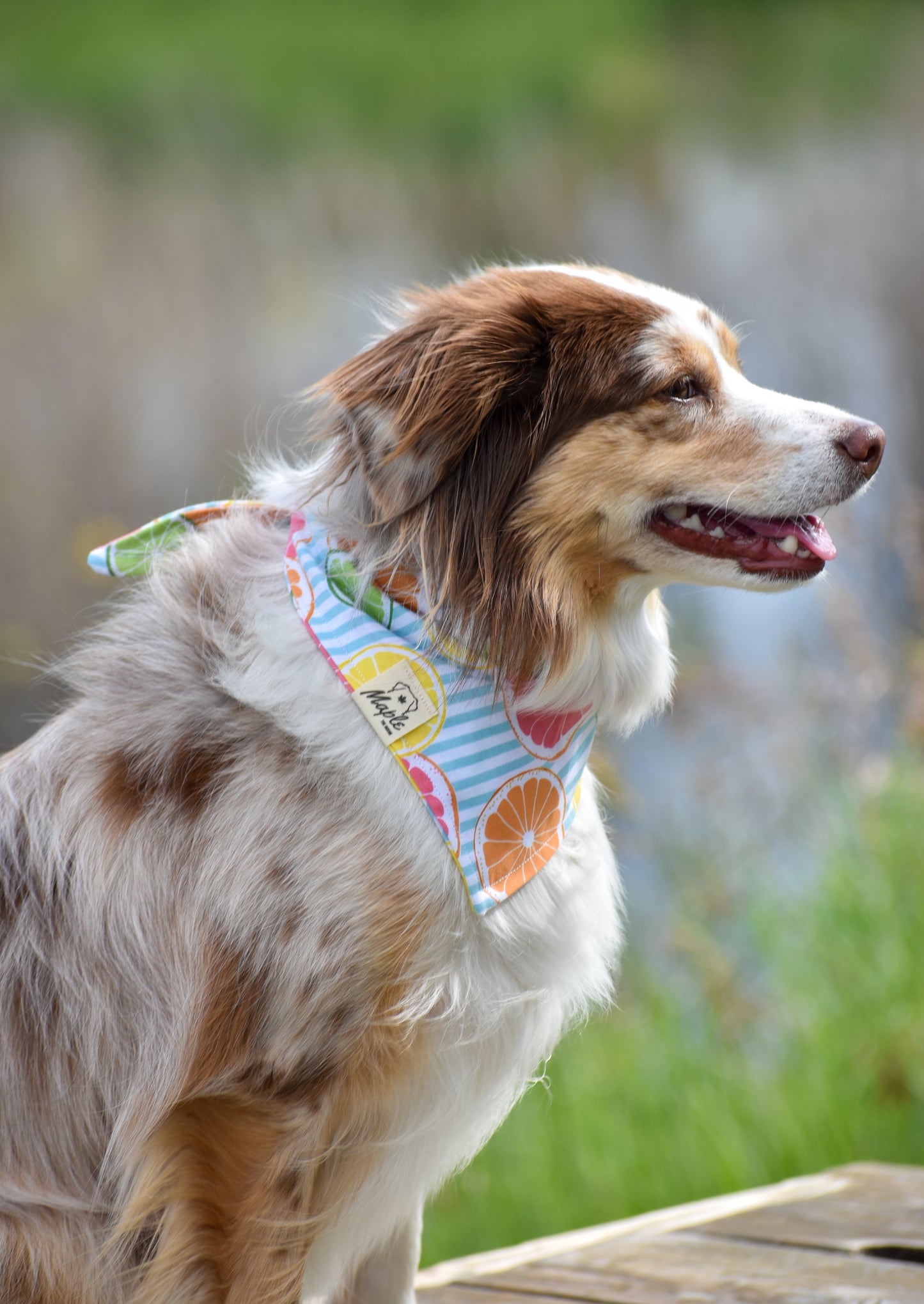 Summer Picnic Bandana